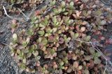 genus Sedum