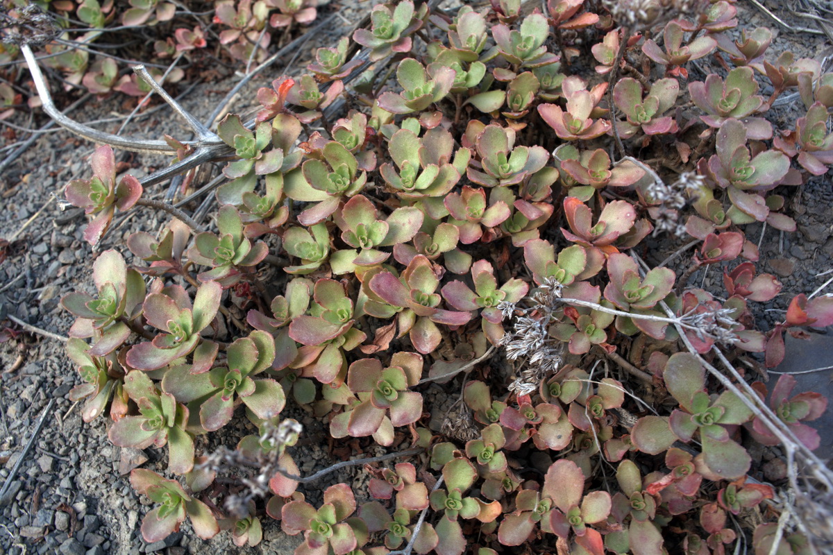 Изображение особи род Sedum.