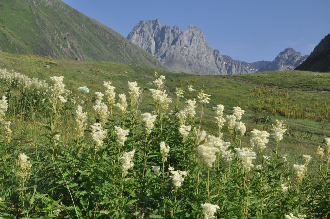 Изображение особи Filipendula ulmaria.