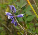 Polygala wolfgangiana. Верхушка цветущего побега. Башкортостан, Учалинский р-н, Ильчигуловский сельсовет, окр. дер. Мулдашево, хр. Нурали, каменистый склон, ≈ 700 м н.у.м. 7 сентября 2018 г.