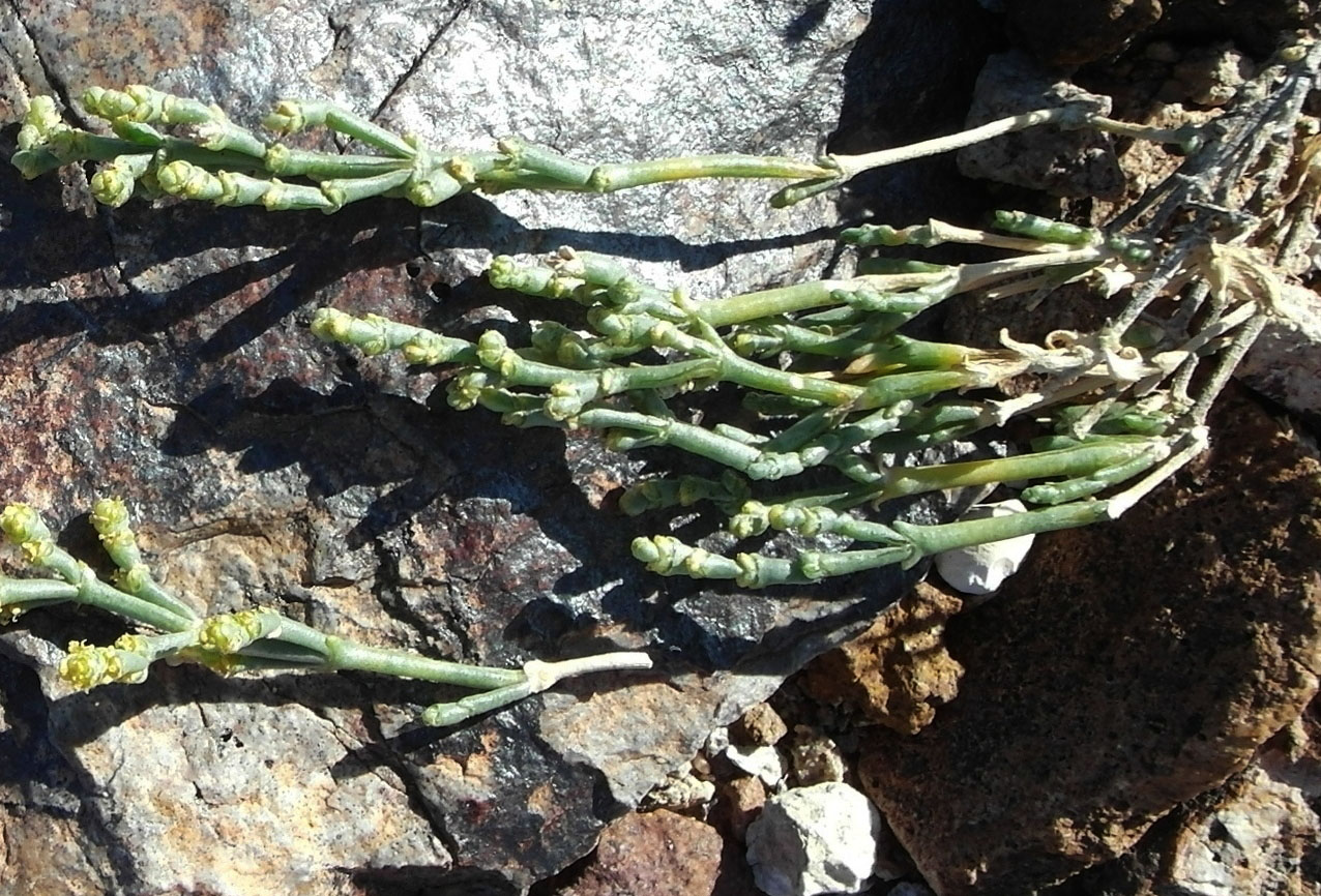 Image of Anabasis salsa specimen.