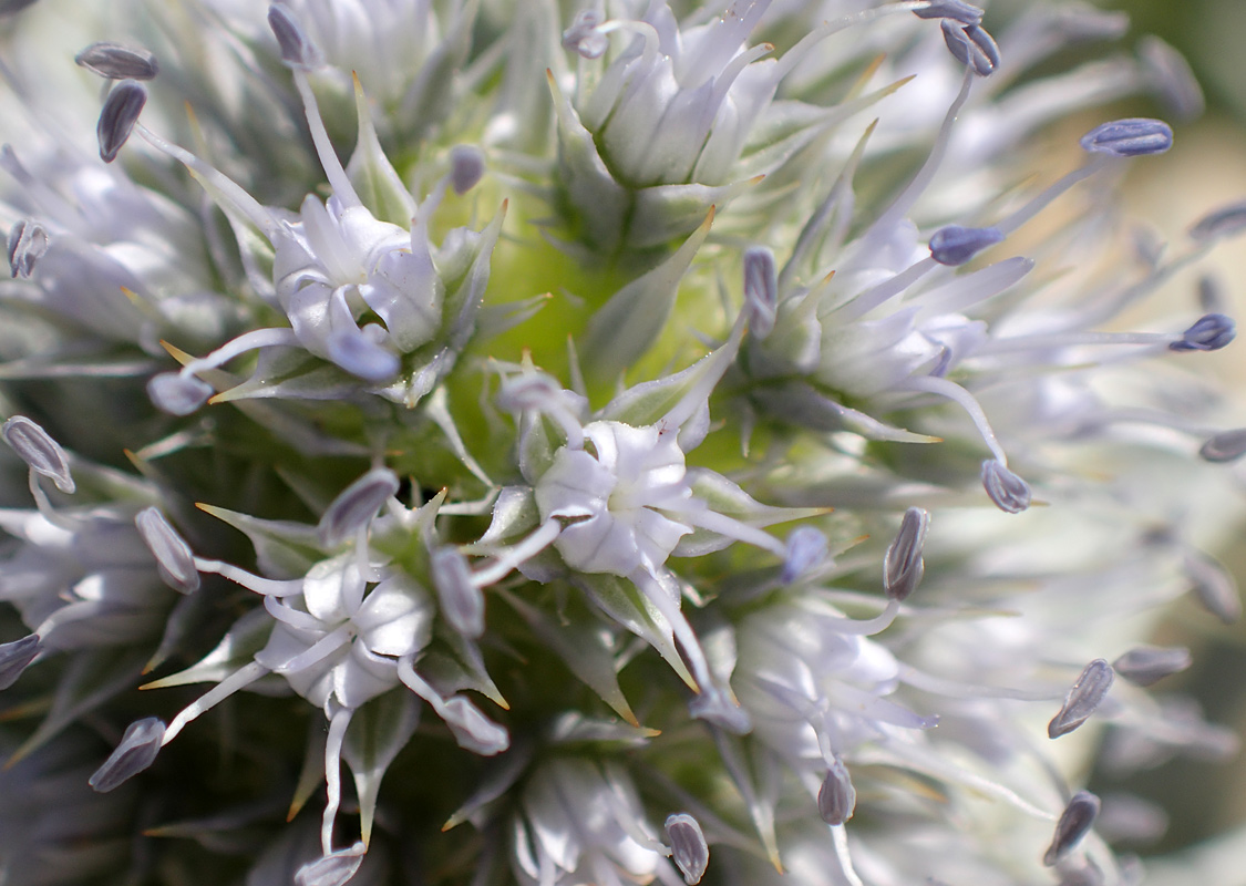 Image of Eryngium maritimum specimen.