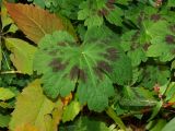 Geranium phaeum. Старый прикорневой лист. Московская обл., Раменский р-н, пос. Ильинский, одичавшее на заросшей травой улице среди сосен. 07.10.2018.