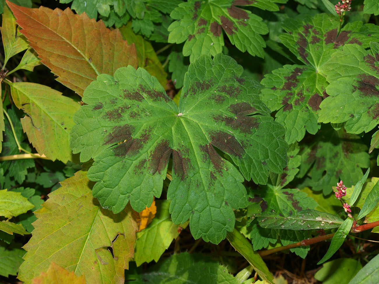 Изображение особи Geranium phaeum.