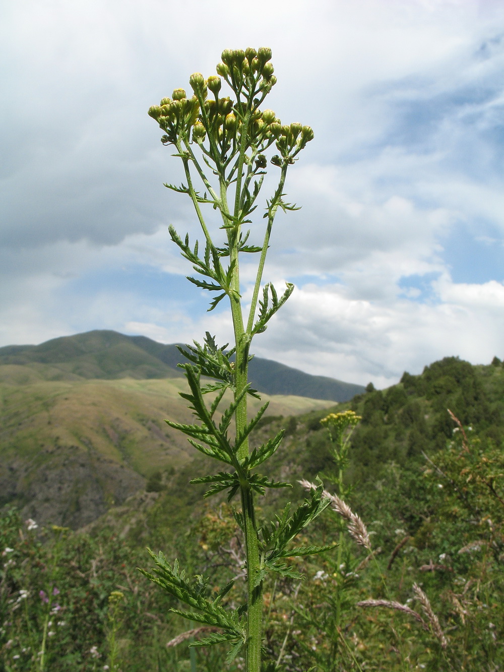 Image of Tanacetum pseudachillea specimen.