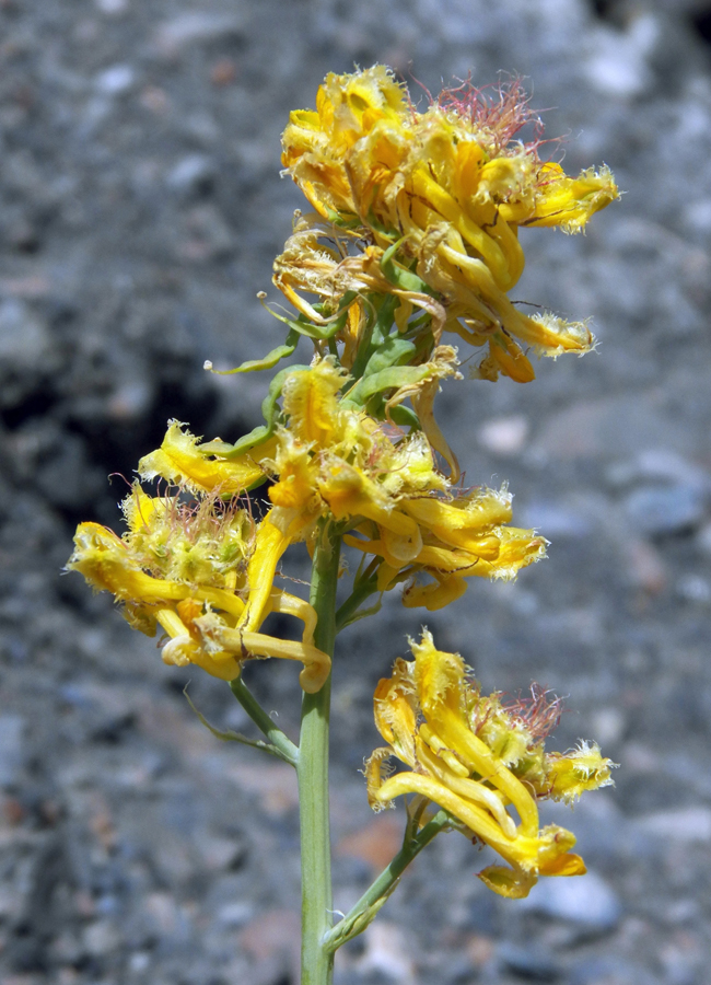 Image of Corydalis fimbrillifera specimen.