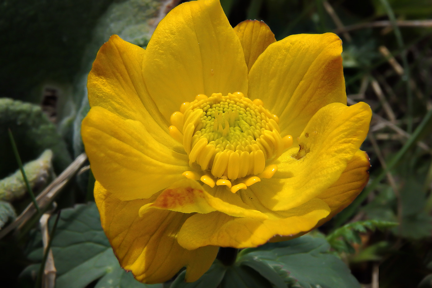 Image of Trollius dschungaricus specimen.