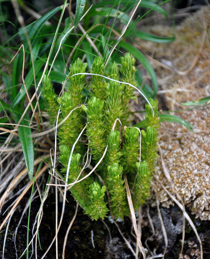 Image of Huperzia appressa specimen.