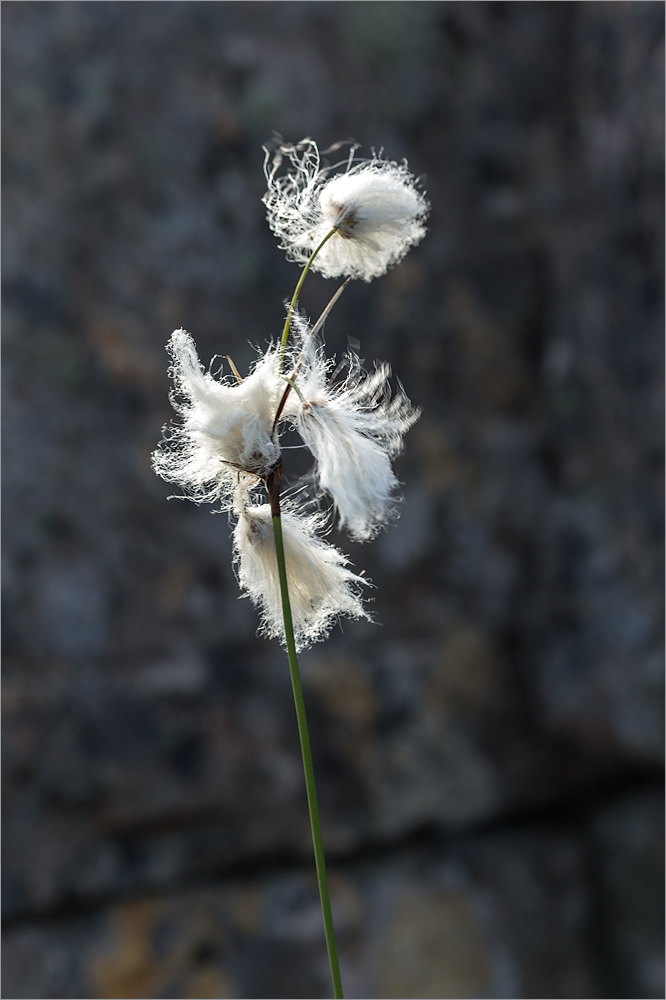 Изображение особи Eriophorum angustifolium.