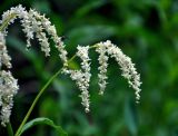 Aconogonon alpinum