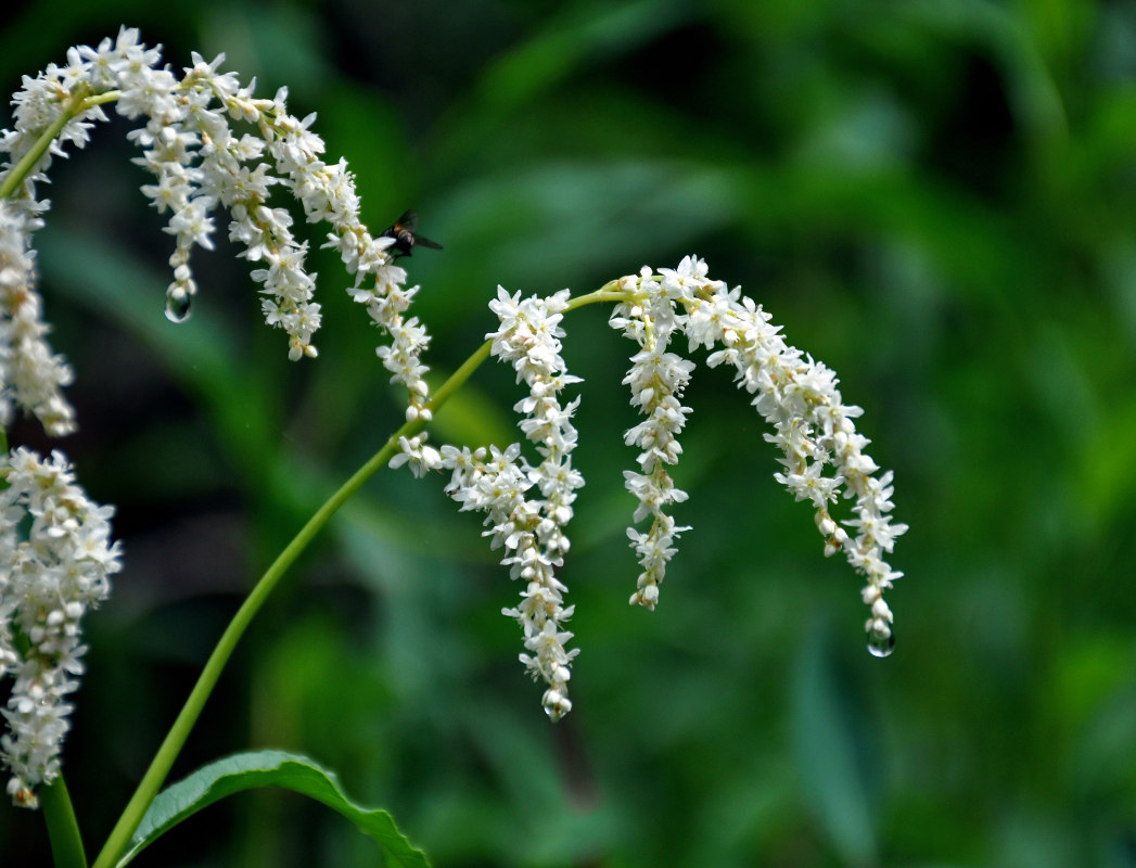 Изображение особи Aconogonon alpinum.