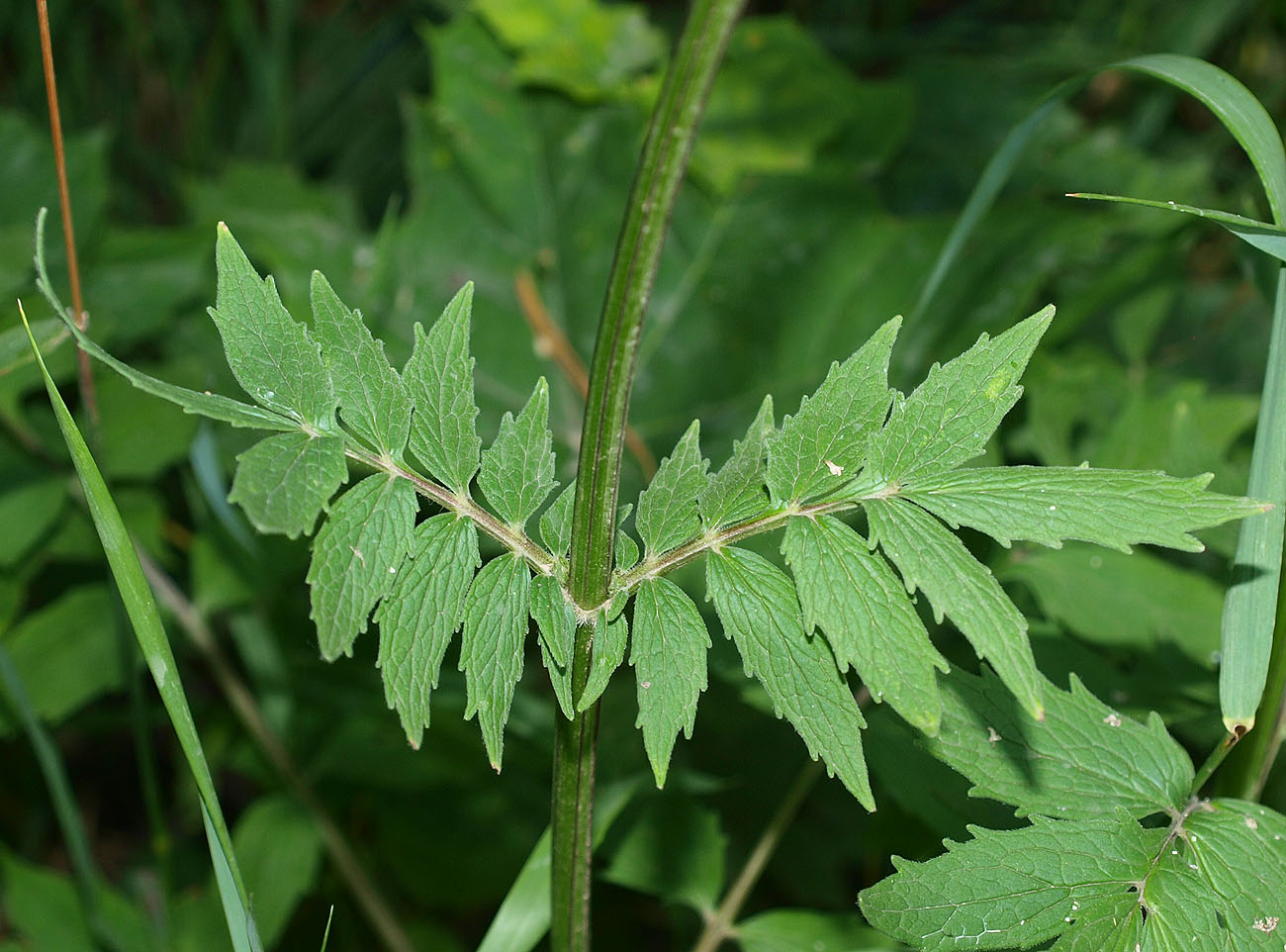 Изображение особи Valeriana officinalis.