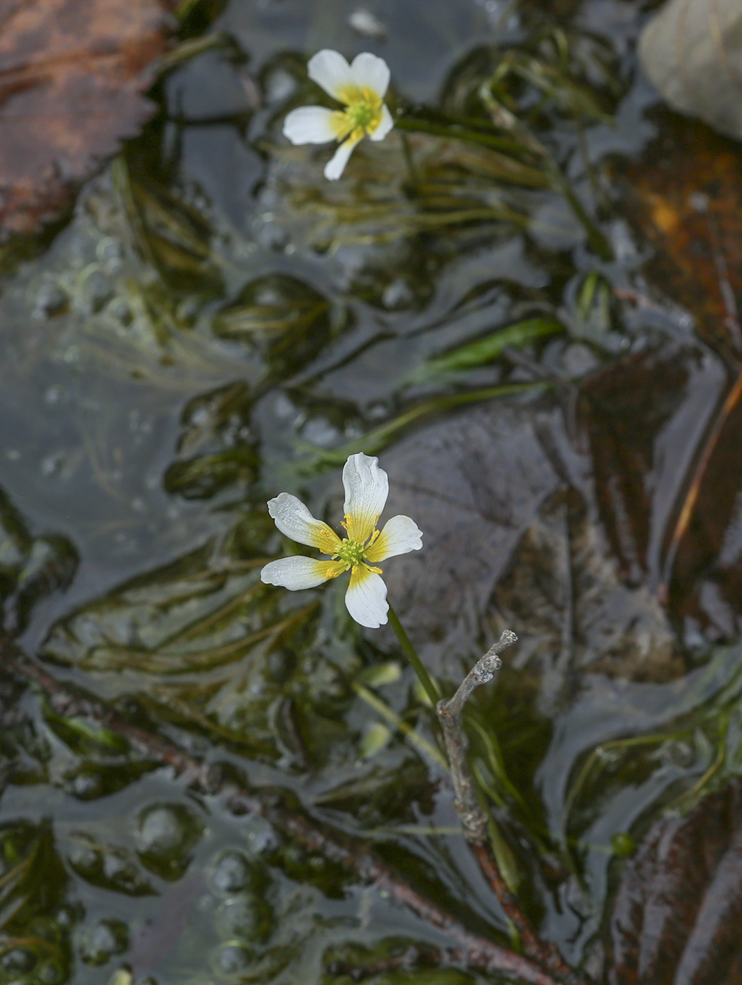 Изображение особи Ranunculus trichophyllus.