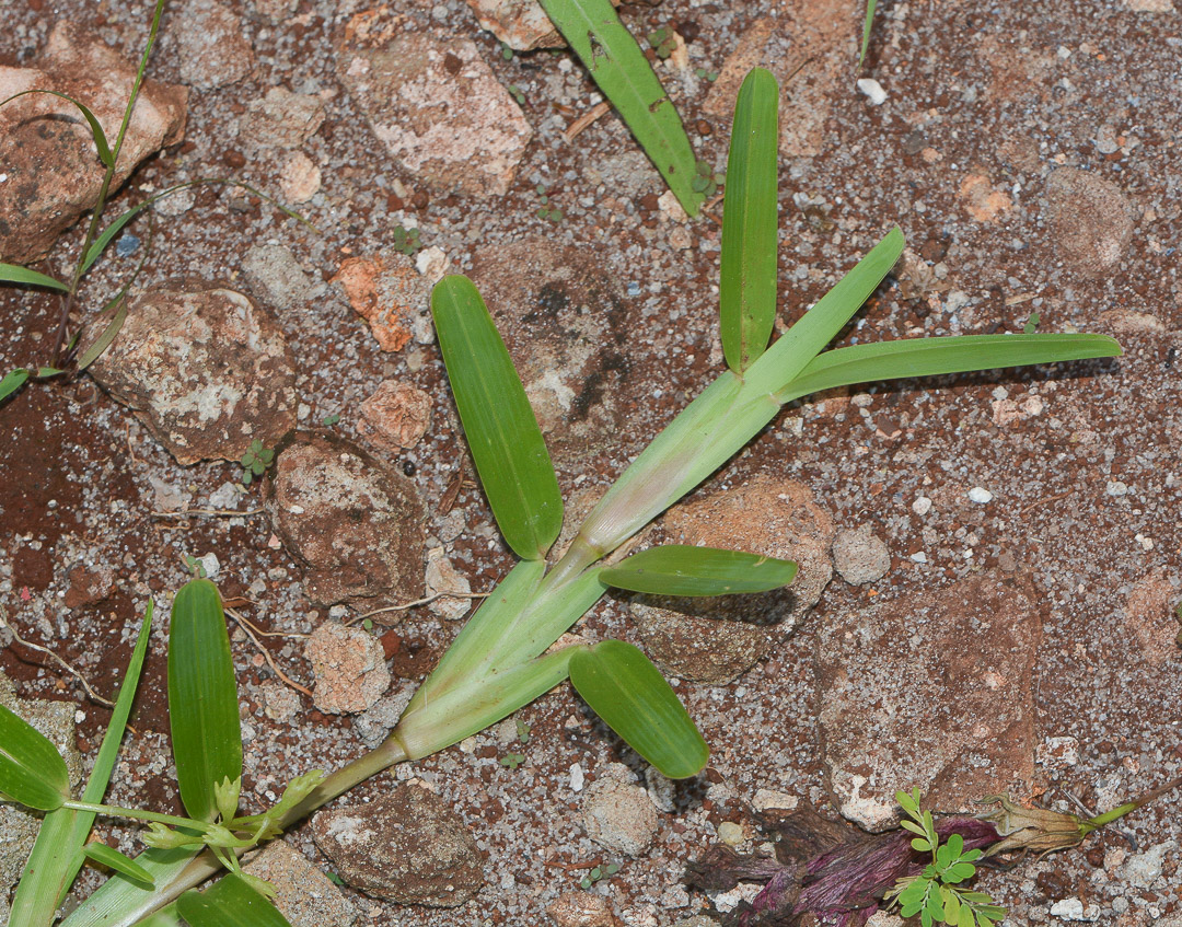 Изображение особи Stenotaphrum dimidiatum.