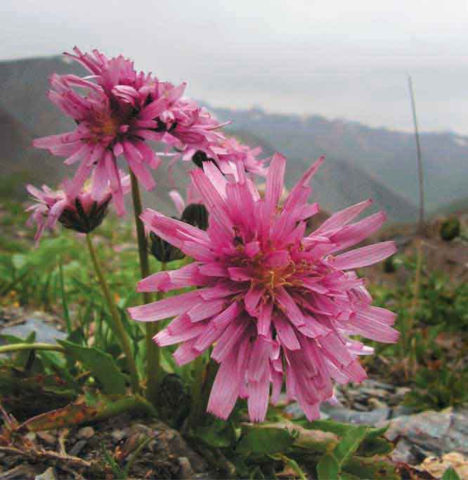 Image of Taraxacum porphyranthum specimen.