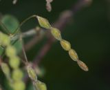 Image of taxon representative. Author is Татьяна Мальчинская