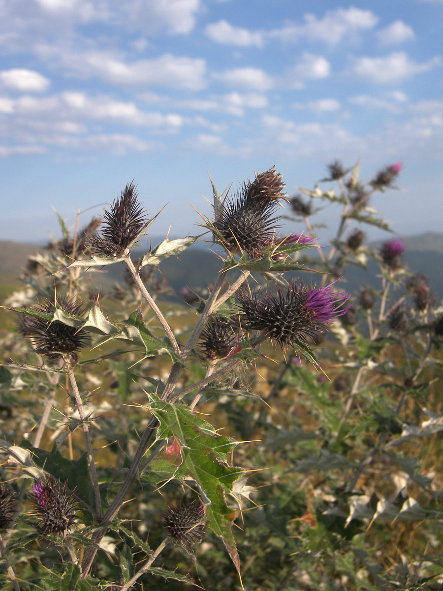 Image of Cirsium euxinum specimen.