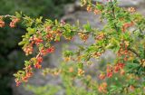 Berberis vulgaris. Ветви с созревающими плодами. Крым, Ай-Петринская яйла, урочище Таракташ, лес с доминированием Pinus pallasiana, выс. ≈ 800 м н.у.м. 9 августа 2018 г.