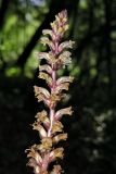 Orobanche hederae. Верхняя часть соцветия. Сочи, Хоста, тисо-самшитовая роща. 01.06.2007.