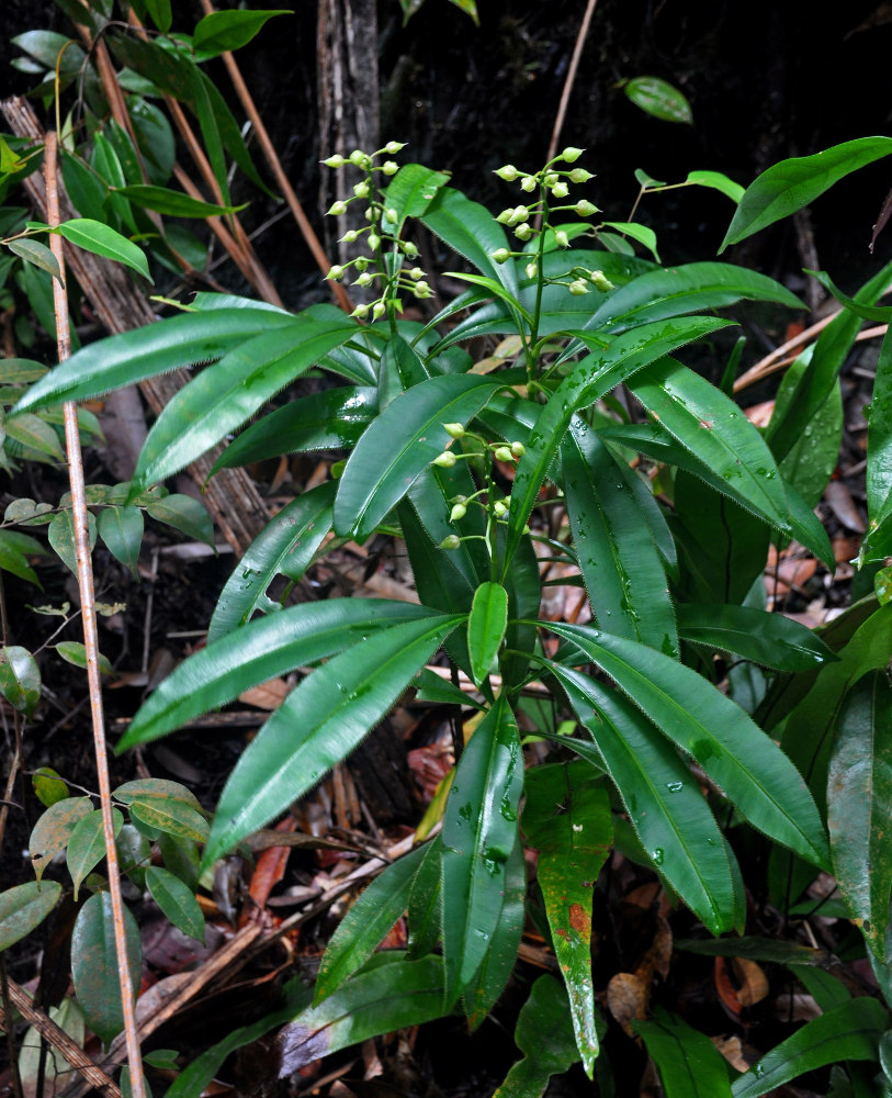 Изображение особи Euthemis leucocarpa.