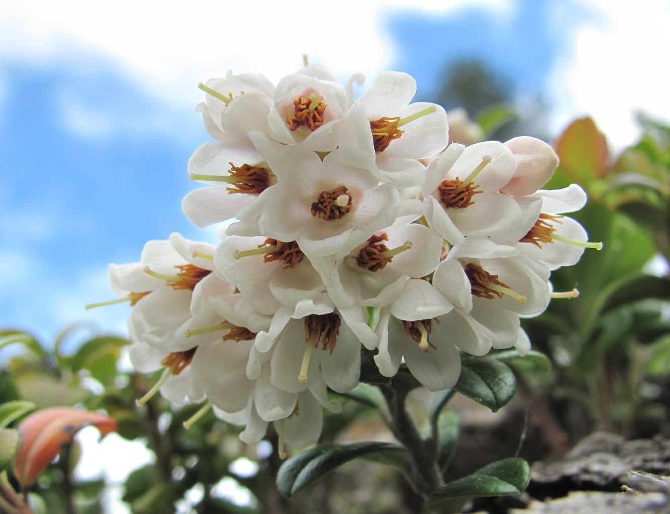 Image of Vaccinium vitis-idaea specimen.