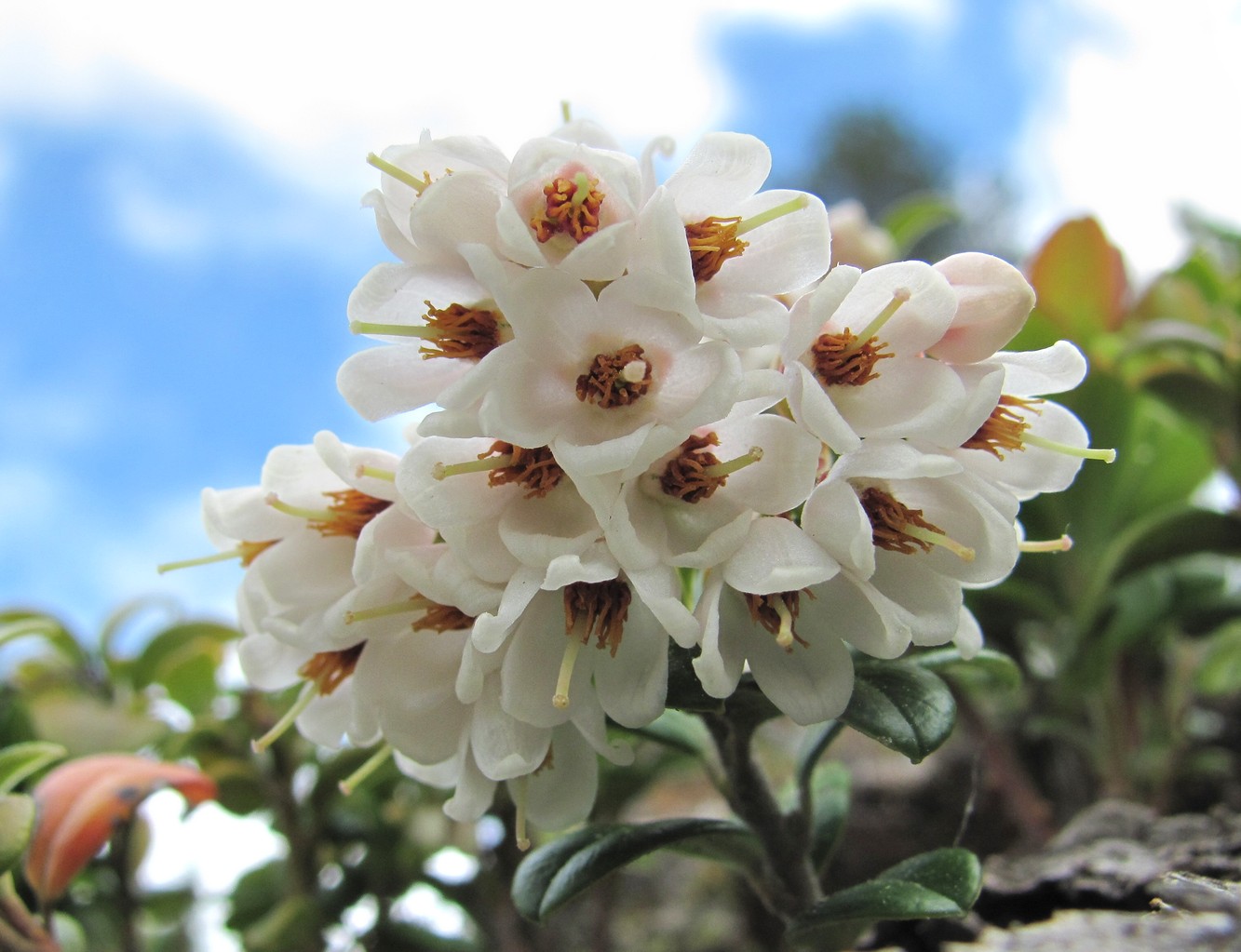 Изображение особи Vaccinium vitis-idaea.