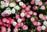 Bellis perennis