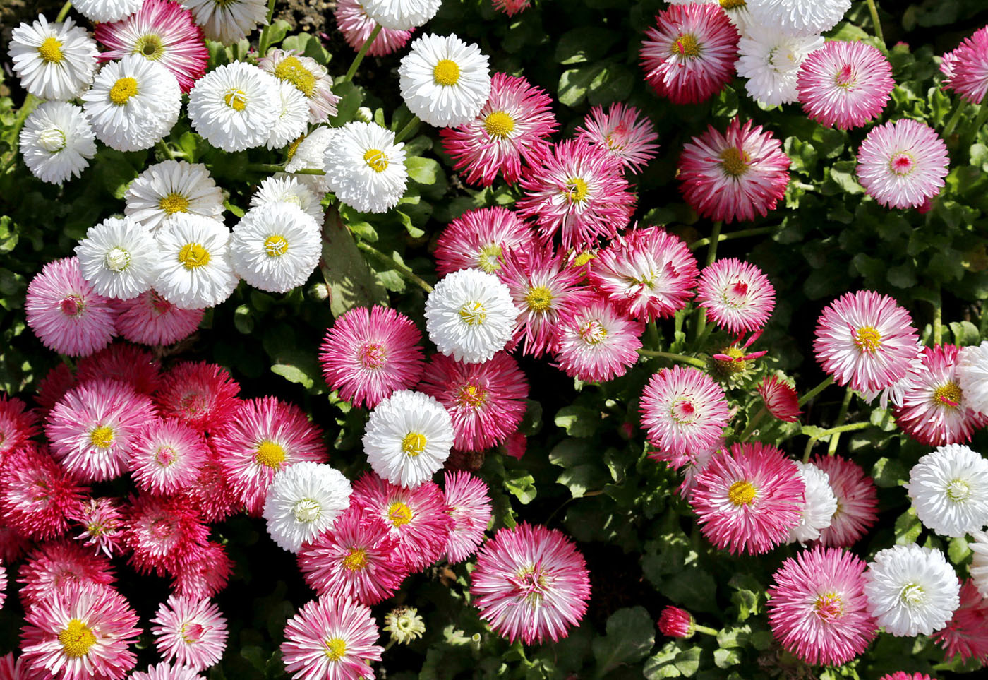 Image of Bellis perennis specimen.