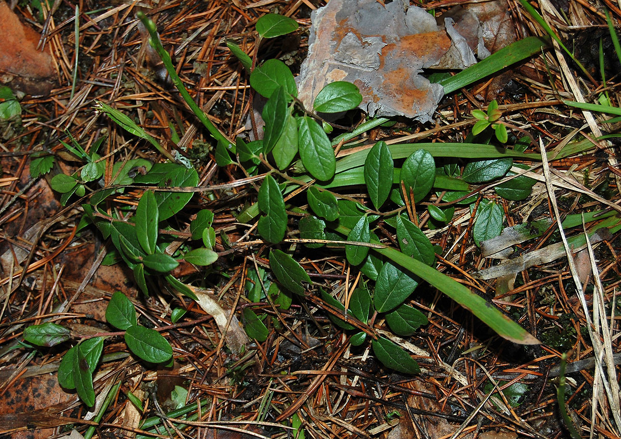 Image of Vaccinium vitis-idaea specimen.