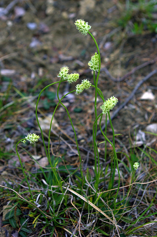 Image of Tofieldia pusilla specimen.