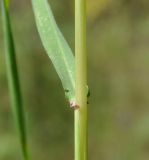 Hordeum bulbosum. Часть побега. Республика Кипр, Троодос (Τρόοδος), 900 м н.у.м., обочина дороги. 29.04.2019.