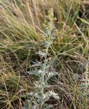 Artemisia absinthium. Верхушка цветущего растения. Республика Татарстан, с. Тетюши, правый крутой берег р. Волга, у смотровой площадки. 05.08.2018.