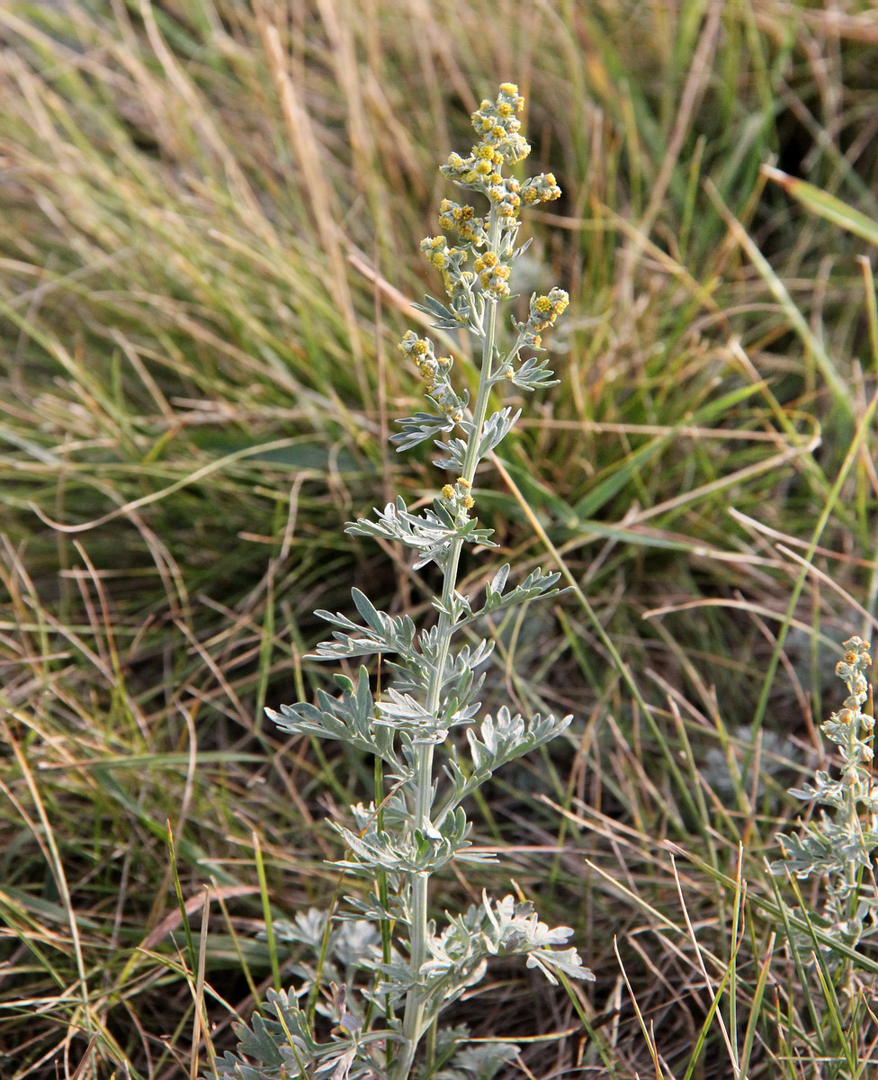 Image of Artemisia absinthium specimen.