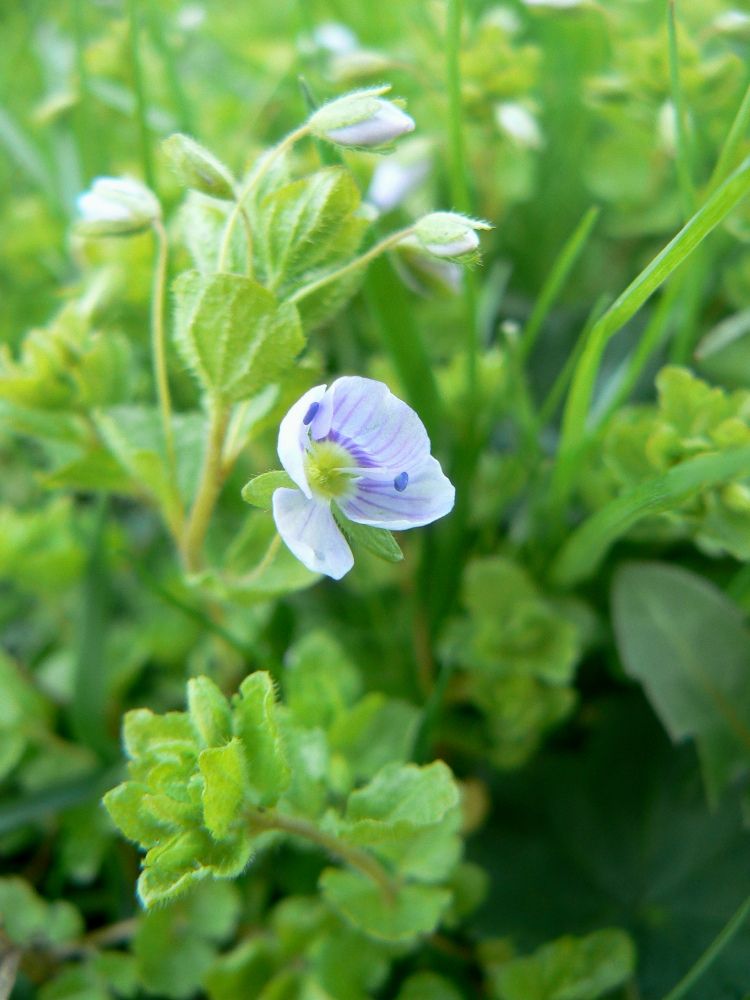 Image of Veronica filiformis specimen.