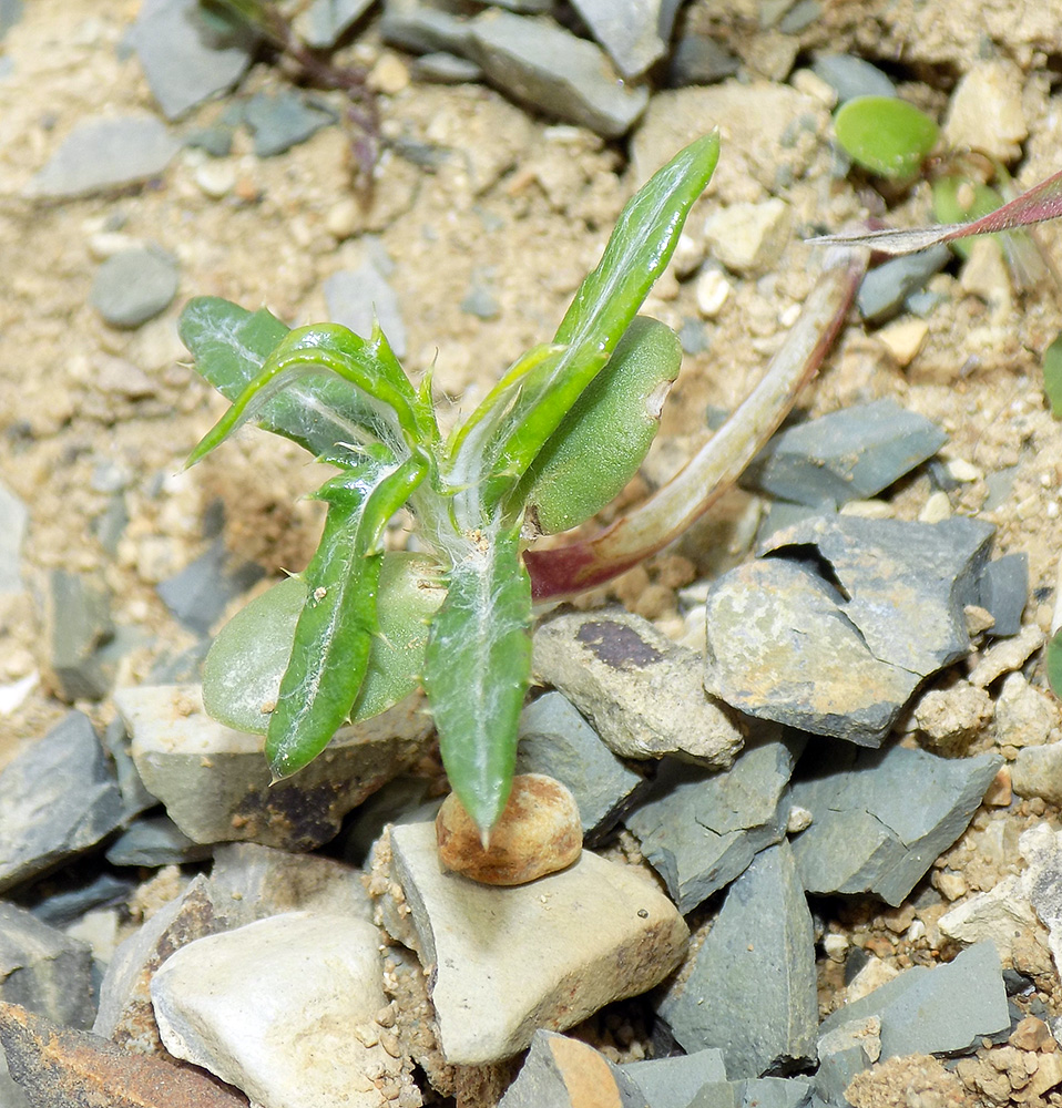 Image of Lamyra echinocephala specimen.