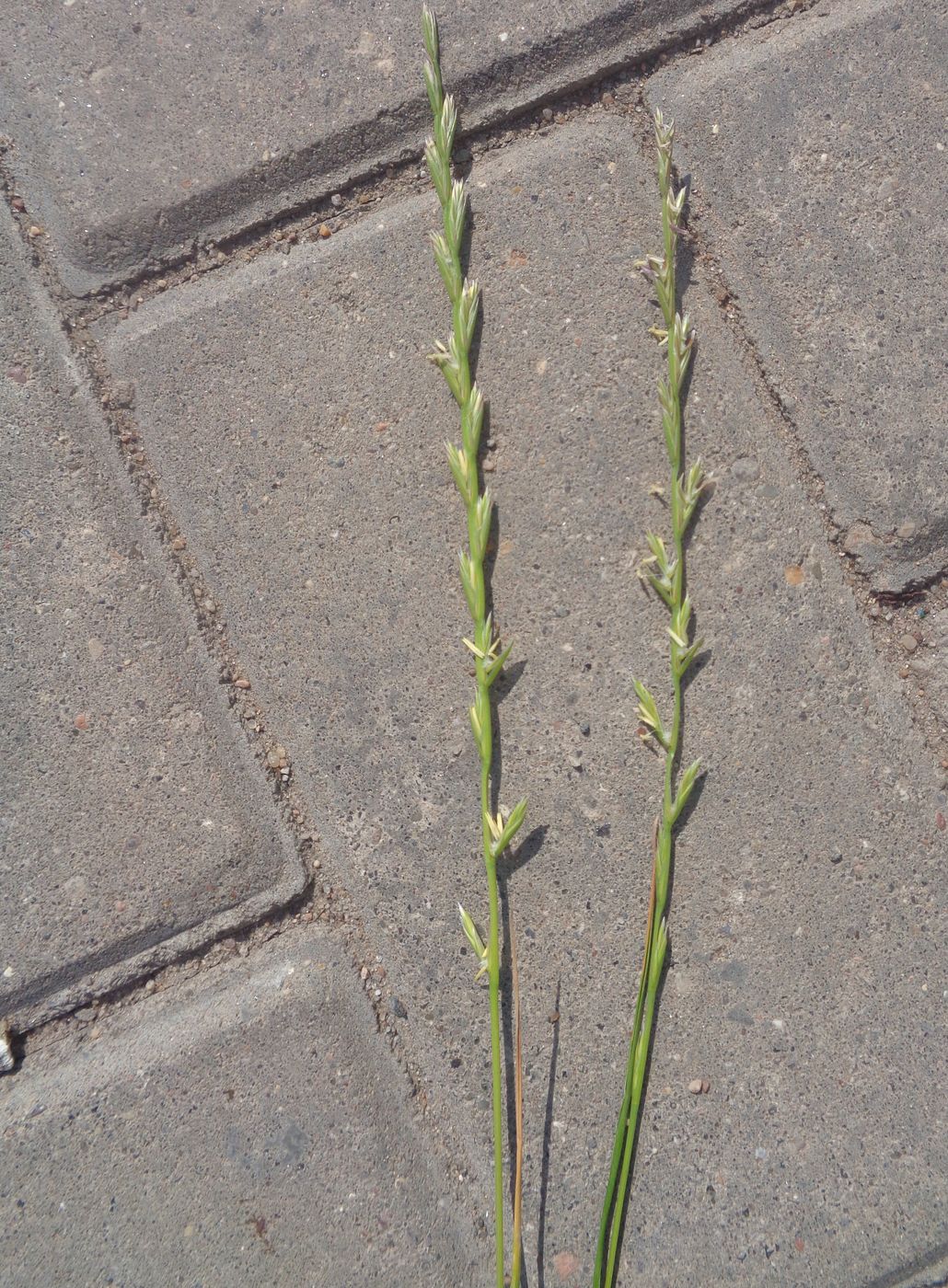 Image of Lolium perenne specimen.