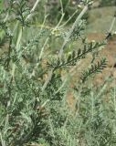 Tanacetum millefolium