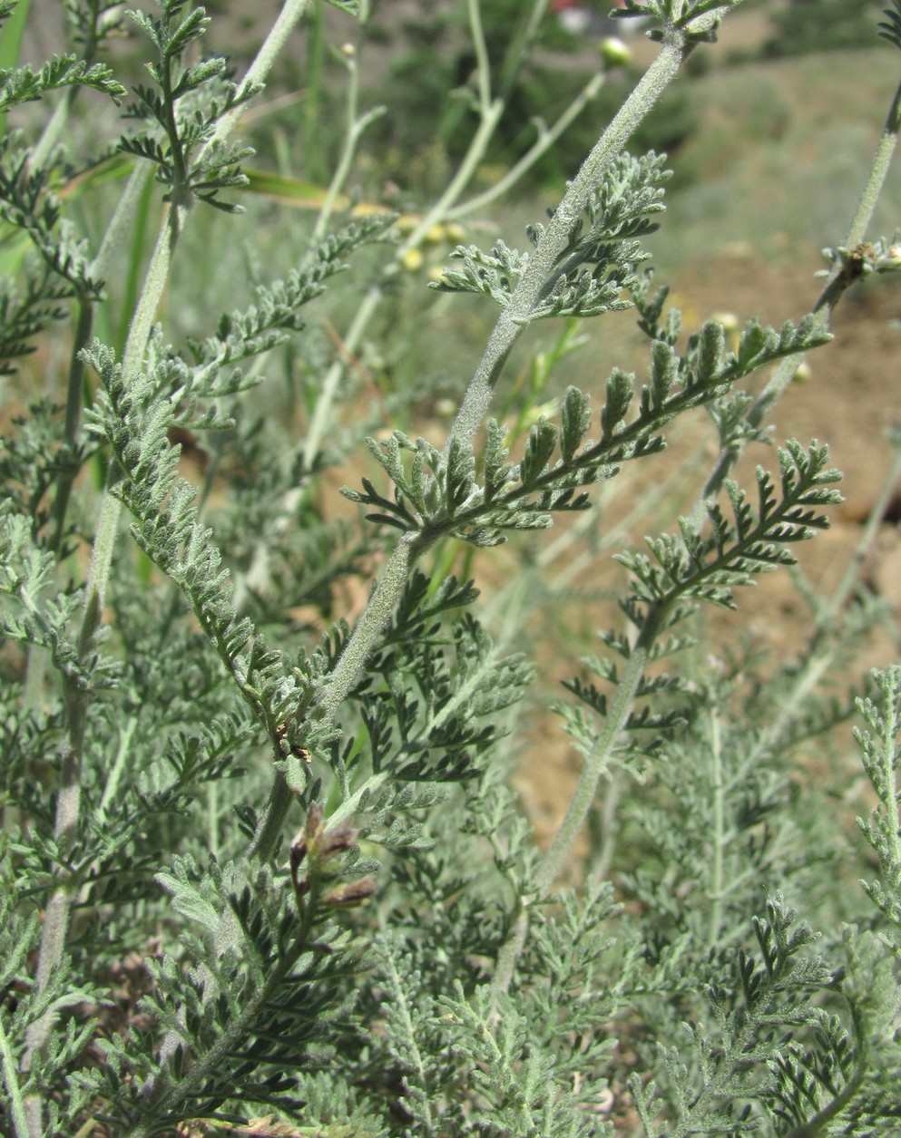 Image of Tanacetum millefolium specimen.