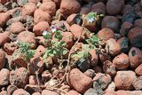 Veronica persica