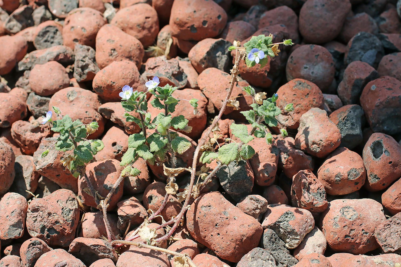 Image of Veronica persica specimen.