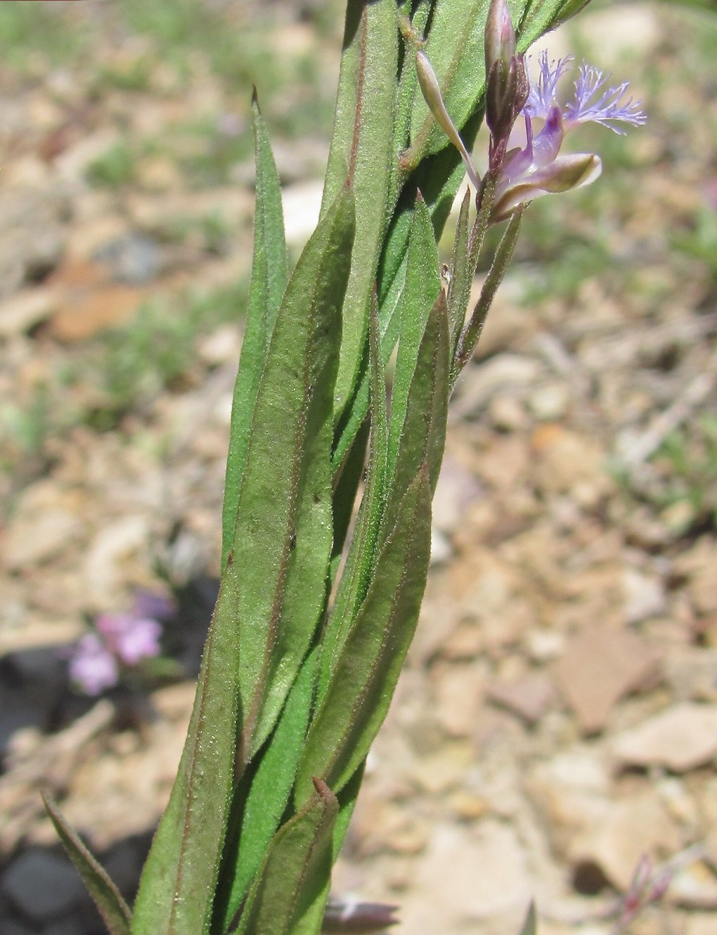 Image of Polygala sosnowskyi specimen.