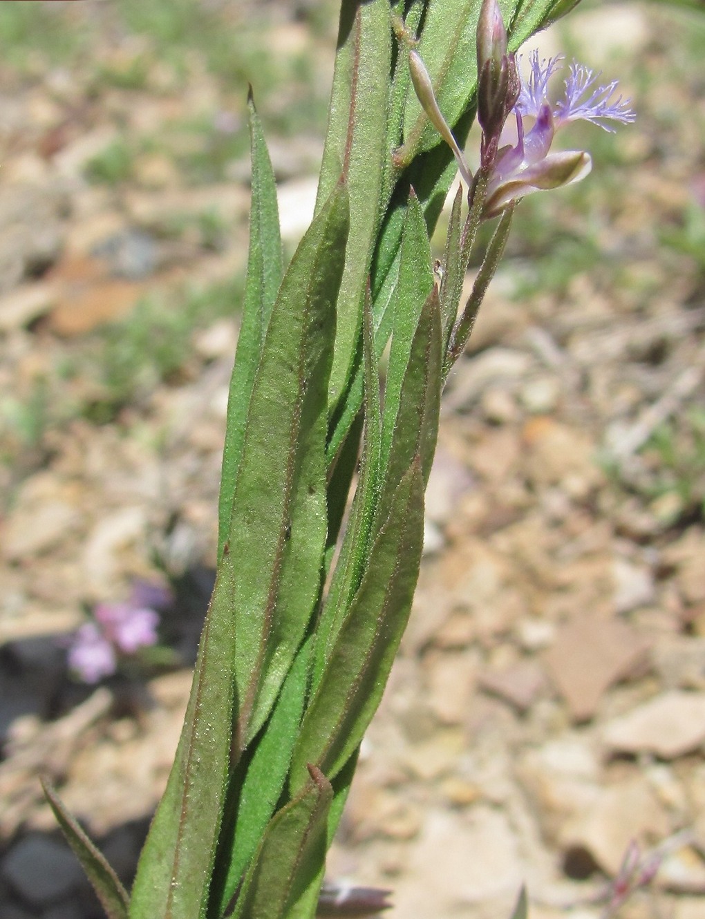 Изображение особи Polygala sosnowskyi.