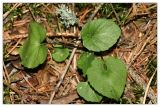 Viola selkirkii