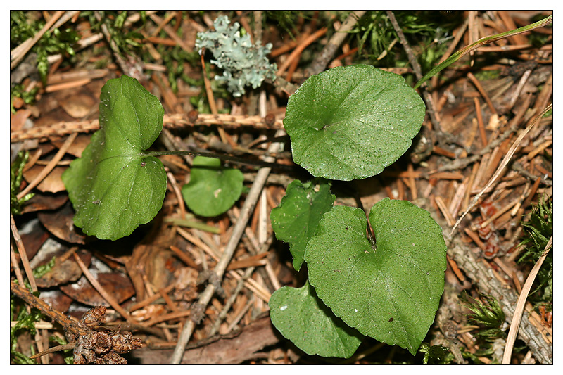 Image of Viola selkirkii specimen.