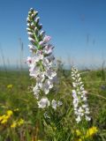 Veronica pinnata
