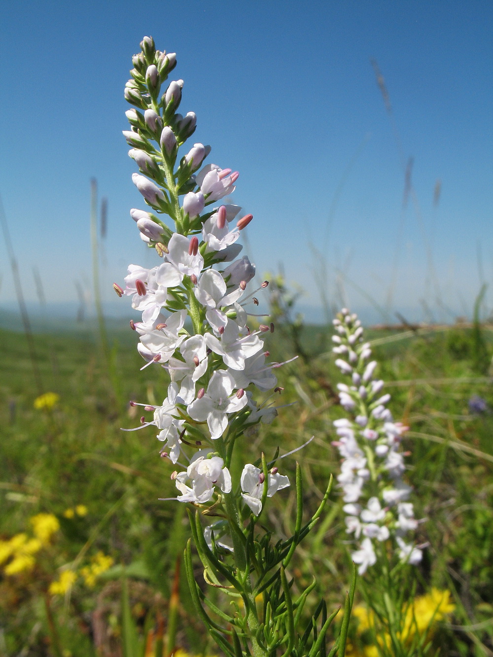 Image of Veronica pinnata specimen.