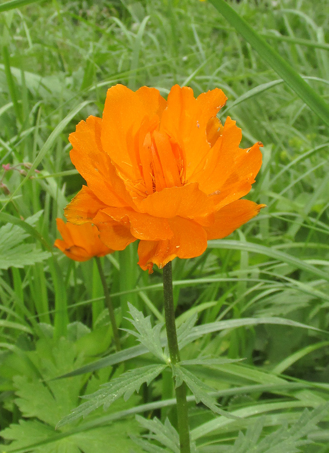 Изображение особи Trollius asiaticus.