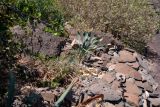 Pancratium canariense