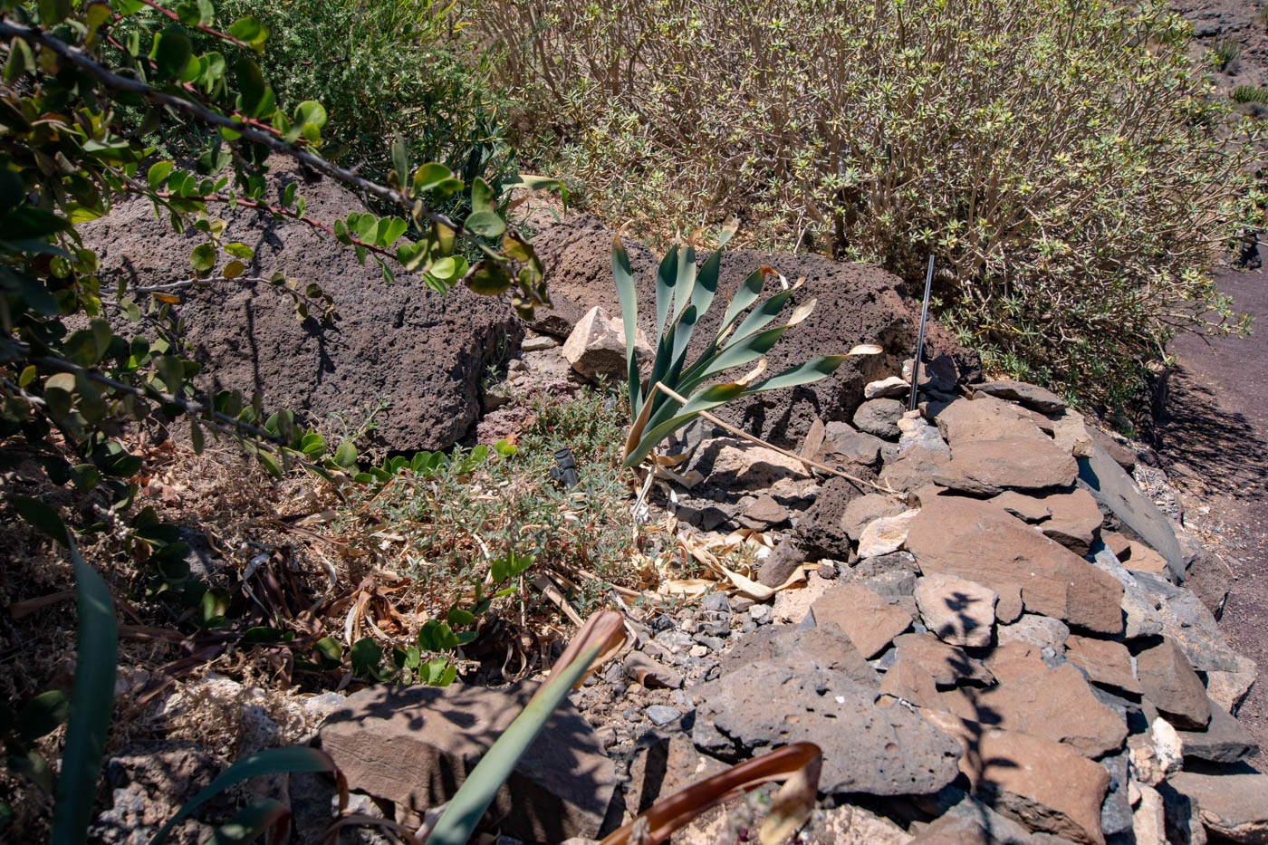 Изображение особи Pancratium canariense.