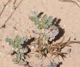 Neurada procumbens. Растения с созревающими плодами; внизу - Trigonella cylindracea. Израиль, Шарон, г. Герцлия, ок. 1 км севернее пос. Ноф Ям, высокий берег Средиземного моря. 28.04.2019.